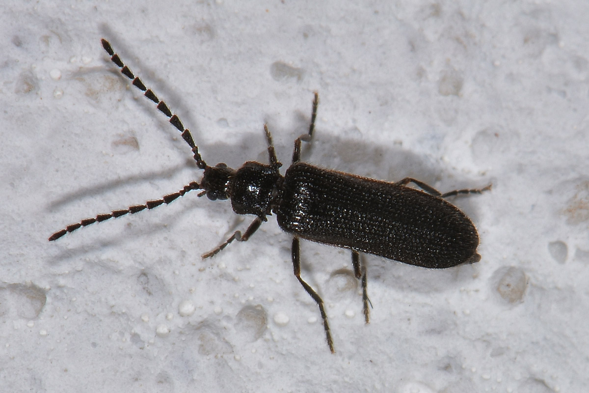 Omalisidae:  Phaeopterus sp.?  Phaeopterus unicolor, maschio